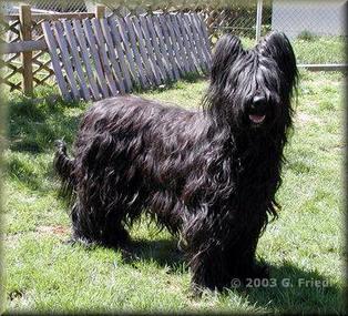 Briard Yazoo